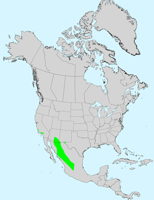 Lemmon's Marigold, Tagetes lemmonii: Click image for full size map